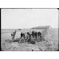 Boutigny (Eure et Loir). Ferme de Cloche. Tunisiens travaillant aux champs à déterrer les betteraves (Mai 1917). [légende d'origine]