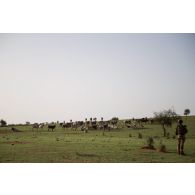 Une section du 7e bataillon de chasseurs alpins (BCA) progresse au milieu d'un troupeau de vaches dans le secteur de N'Daki, au Mali.