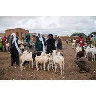 Des bergers présentent leurs chèvres au jour de marché à Gossi, au Mali.