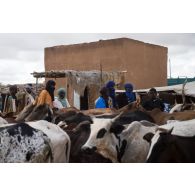Un troupeau de vaches traverse les rues sous le regard des habitants de Gossi, au Mali.