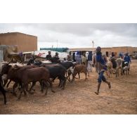 Un berger guide son troupeau de vaches dans les rues de Gossi, au Mali.