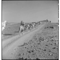 Caravane de ravitaillement d'un groupe nomade près d'Agadès ou Agadez (Niger).