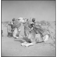 Une unité coloniale d'Agadès ou Agadez s'installe près d'un nouveau patûrage ; les dromadaires sont descellés et mis au repos.