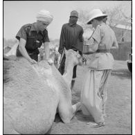 Une unité coloniale d'Agadès ou Agadez, accompagnée d'un groupe nomade, s'installe près d'un nouveau patûrage ; des soins médicaux sont prodigués à un dromadaire.