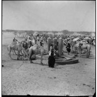 Une unité coloniale d'Agadès ou Agadez, accompagnée d'un groupe nomade, s'installe près d'un nouveau patûrage ; les dromadaires se désaltèrent à un point d'eau.