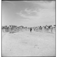 Une population indigène nomade ravitaille en carburant et en munitions le terrain d'aviation de Zinder (Niger).