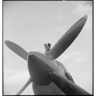 La mascotte du groupe de chasse (GC) II/7 Nice sur un Spitfire Mk V de l'unité.