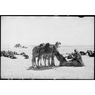 Des dromadaires du Makhzen méhariste d'El Oued boivent à un puits.