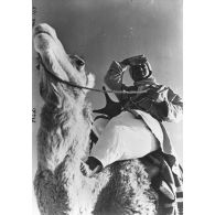 Portrait d'un méhariste d'une compagnie des oasis sahariennes sur son méhari.