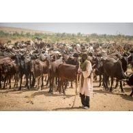 Un berger garde son troupeau de vache dans dans une zone de pâturage d'Ansongo, au Mali.