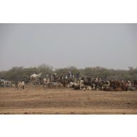 Des bergers font boire leurs troupeaux à un point d'eau à Tamkoutat, au Mali.