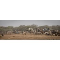 Des bergers font boire leurs troupeaux à un point d'eau à Tamkoutat, au Mali.
