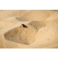 Un scarabée gravit une petite barkhane sur l'axe Berliet au Niger.