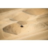 Un scarabée gravit une petite barkhane sur l'axe Berliet au Niger.