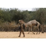 Un soldat du 16e bataillon de chasseurs à pied (16e BCP) croise le chemin d'un dromadaire lors du ratissage d'une forêt de la région de Tessit, au Mali.