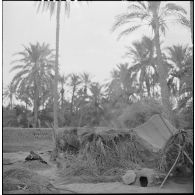 Campement de nomades dans l'oasis de Sidi Okba.