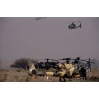 Hélicoptères de combat Gazelle français et émiratis en vol et au sol aux EAU (Emirats arabes unis).