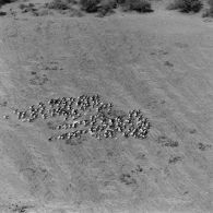 Vues aériennes d'animaux sauvages au Tchad.
