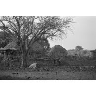 Un village de la région de N'Djamena.