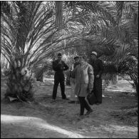 Algérie. Une palmeraie.