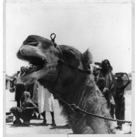 République du Tchad, Fort-Lamy, mai 1943. Dromadaire.
