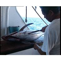 Mission de prélèvements de poissons réalisée au large de l'atoll de Moruroa (Mururoa) à bord du chalutier Marara du service mixte de surveillance radiologique et biologique du Pacifique (SMSRB).