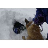 Un chien du PGHM (peloton de gendarmerie de haute montagne) découvre une victime lors d'un exercice de recherche après avalanche à Pierrefitte-Nestalas (Hautes-Pyrénées).