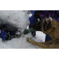 Un maître-chien du PGHM (peloton de gendarmerie de haute montagne) et son chien découvrent une victime ensevelie sous la neige, lors d'un exercice de recherche après avalanche à Pierrefitte-Nestalas (Hautes-Pyrénées).