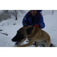 Un chien du PGHM (peloton de gendarmerie de haute montagne) découvre une victime lors d'un exercice de recherche après avalanche à Pierrefitte-Nestalas (Hautes-Pyrénées).