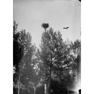 1716. Nid de cigogne sur un arbre. [légende d'origine]