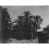866. [Tunisie, 1902-1903. Portrait d'un homme dans une palmeraie.]