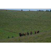 Troupeau de chevaux dans la vallée de Lunca de Sus, dans les Carpates roumaines.