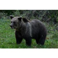 Ours brun habitant les forêts des Carpates, en Roumanie.