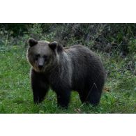 Ours brun habitant les forêts des Carpates, en Roumanie.