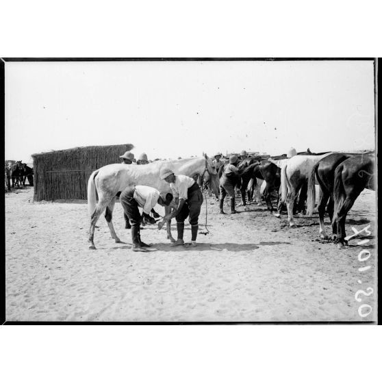 Près  d'Ismaïlia. Camp de Ferry-Post. Chasseurs d'Afrique, la tonte. [légende d'origine]