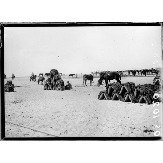 Près  d'Ismaïlia. Camp de Ferry-Post. Le parc des mulets. [légende d'origine]