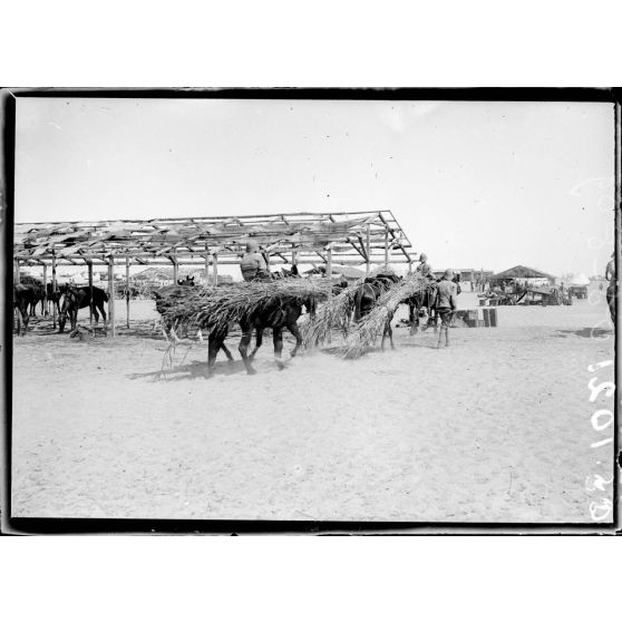 Près  d'Ismaïlia. Camp de Ferry-Post. Corvé de roseaux pour les abris. [légende d'origine]