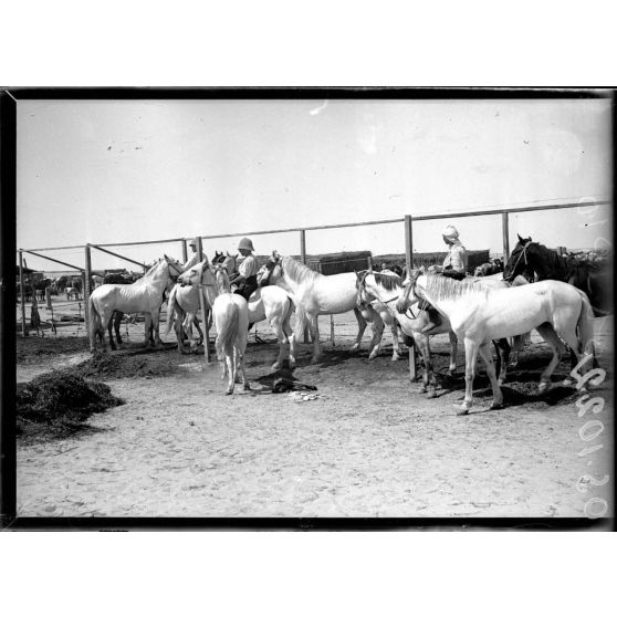 Près  d'Ismaïlia. Camp de Ferry-Post. Les écuries des spahis. [légende d'origine]