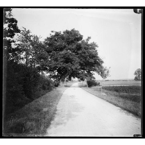 Le gros chêne de Bresilly. [légende d'origine]