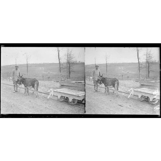 Minaucourt (Marne). Petits ânes attelés à des wagonnets. [légende d'origine]