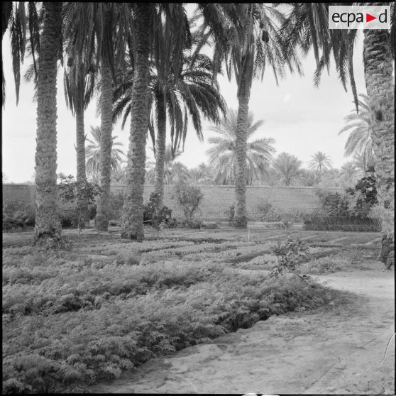 Les jardins d'Ouargla.