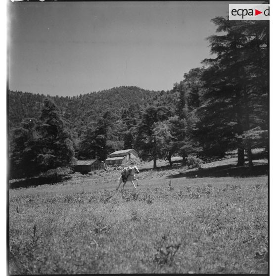 Divertissement équestre d'un cavalier lancé au galop, dans la montagne.