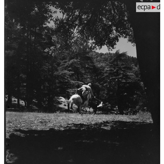 Divertissement équestre d'un cavalier lancé au galop, dans la montagne.