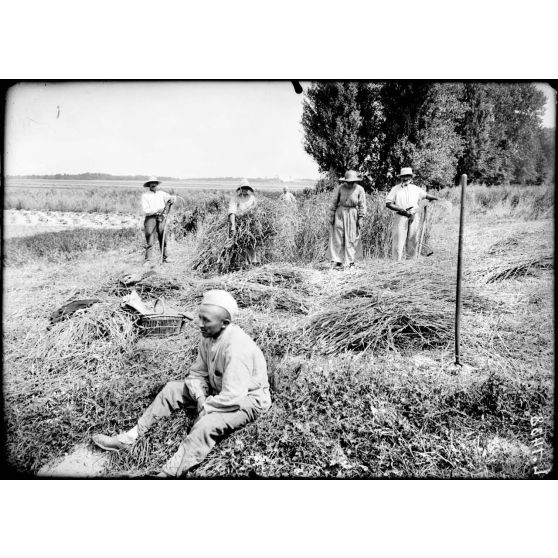 Les travaux des champs sur le front de Champagne (environs de Suippes). Paysans et paysannes aux travaux de moisson. [légende d'origine]