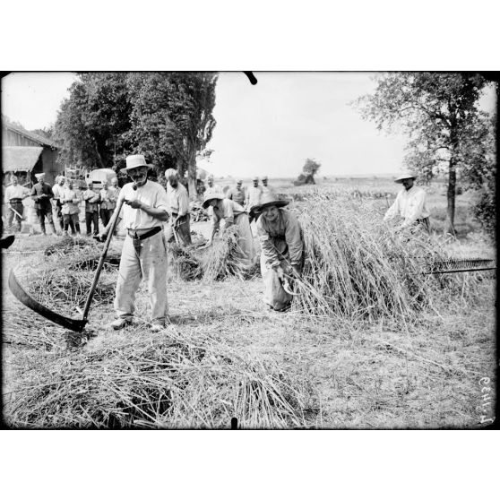 Les travaux des champs sur le front de Champagne (environs de Suippes). Paysans et paysannes aux travaux de moisson. [légende d'origine]