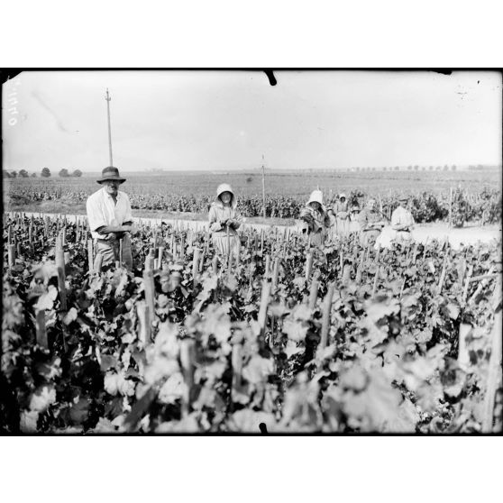 En Champagne. Travaux de la vigne. [légende d'origine]