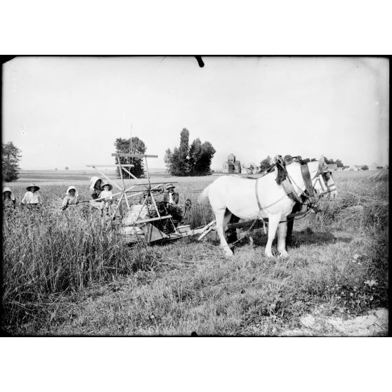 En Champagne. Paysanne conduisant une faucheuse mécanique. [légende d'origine]