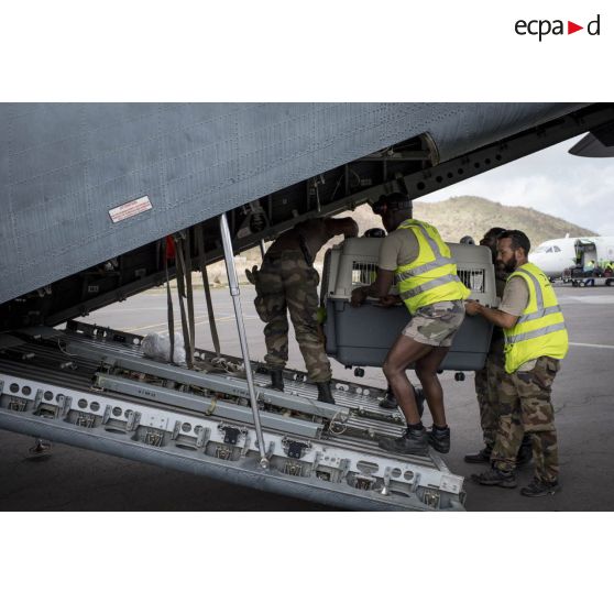 L'équipage d'un avion Casa Cn-235 embarque un chien afin qu'il soit évacué avec son maître à Grande Case sur l'île de Saint-Martin, aux Antilles.