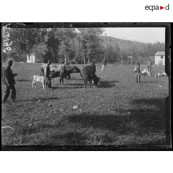 Campagne-les-Bains. Hôpital sanitaire. Les vaches. [légende d'origine]