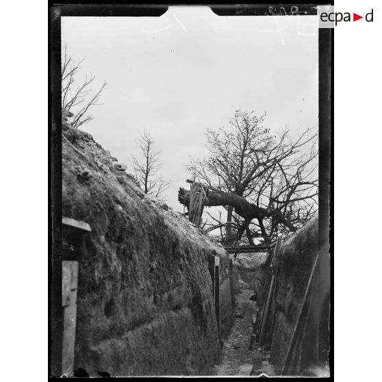 Secteur de la ferme de Navarin. Arbre abattu (de la route de Navarin à Souain) tombé sur le boyau d'Evian. [légende d'origine]